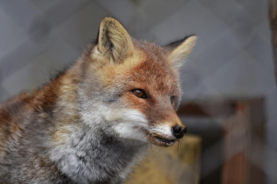 Los zorros en la industria peletera