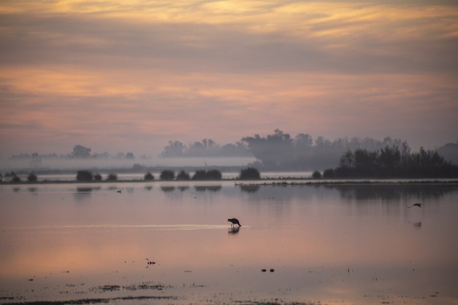Millones de perdigones retirados de Doñana