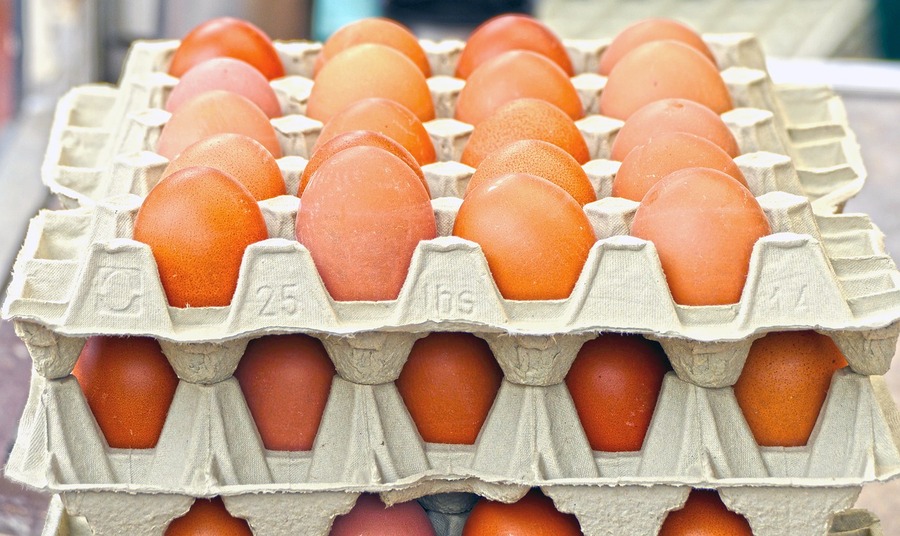 Investigación en granjas de producción de huevos