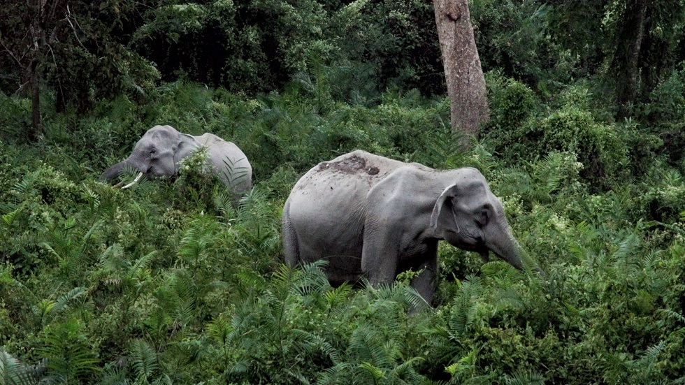 Nueve países cuentan con áreas reconocidas de observación responsable de fauna salvaje para un turismo sin explotación animal