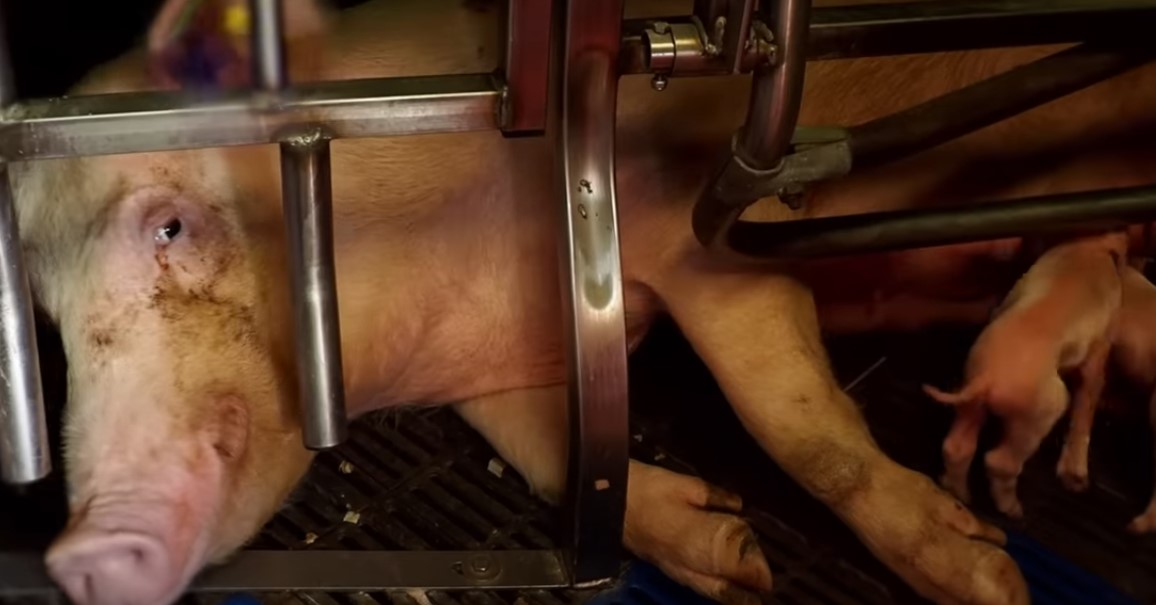 57 organizaciones denuncian ante el Defensor del Pueblo Europeo el incumplimiento del compromiso con el fin de las jaulas