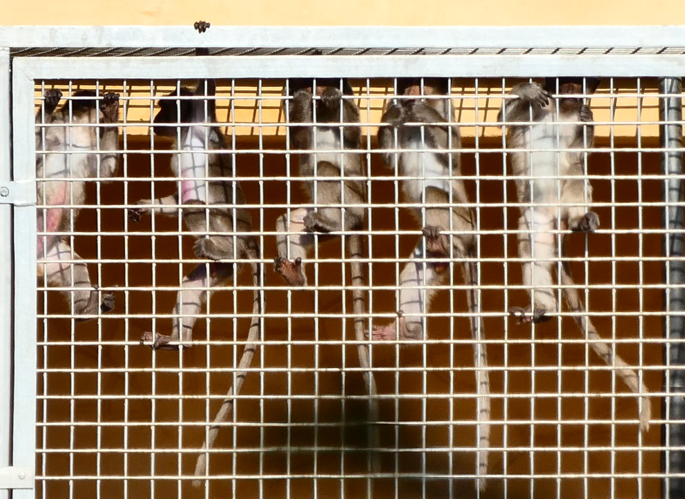 Granja de macacos Camarney