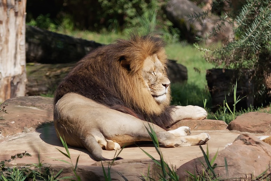 Un león se escapa de un circo en Roma