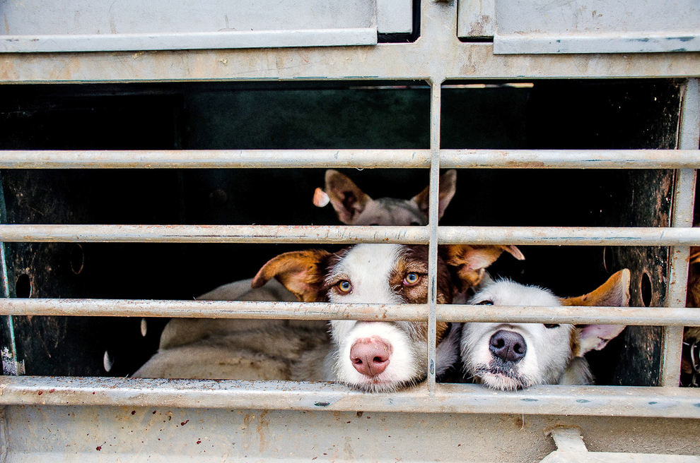 Detenido un veterinario e investigadas casi 60 personas en Andalucía por mutilar orejas y rabos a perros de rehalas 