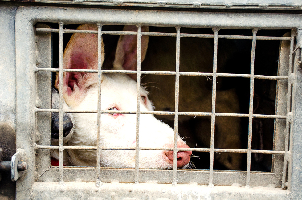 Activistas protestarán contra el Campeonato de España de Caza Menor con Perro el 2 de diciembre