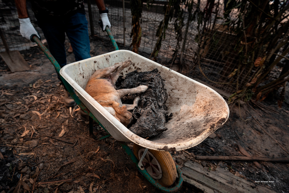 INTERcids propone la inclusión de los animales en la normativa de incendios forestales