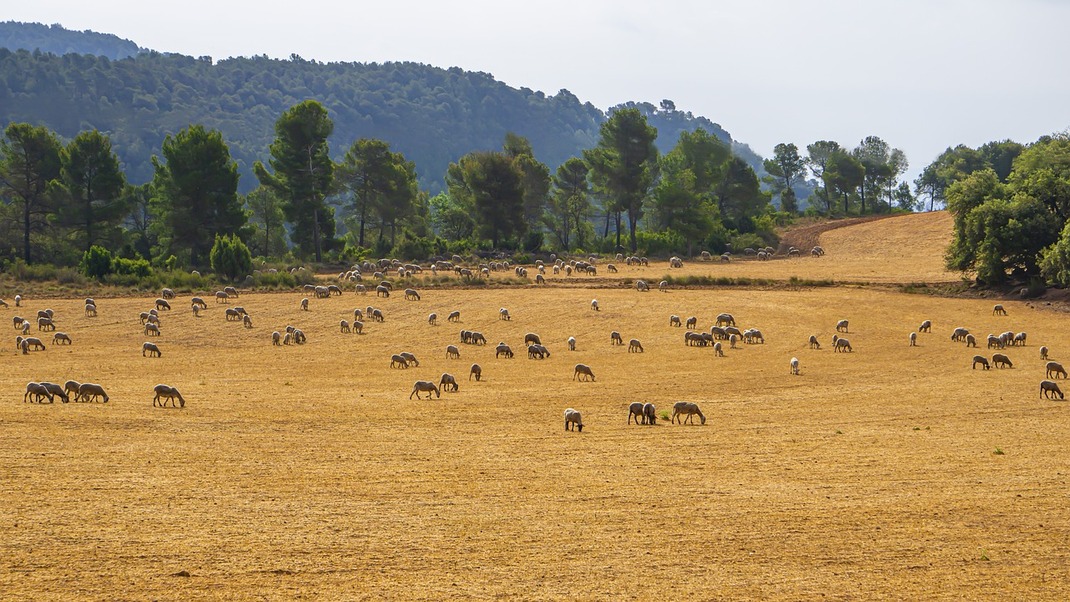 Tratado entre la Unión Europea y Nueva Zelanda contempla el bienestar animal