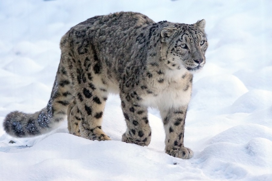 La población de leopardos de las nieves aumenta solo en un país