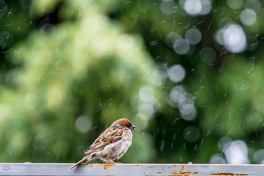 El comportamiento y hábitos de las aves depende del modelo de ciudad