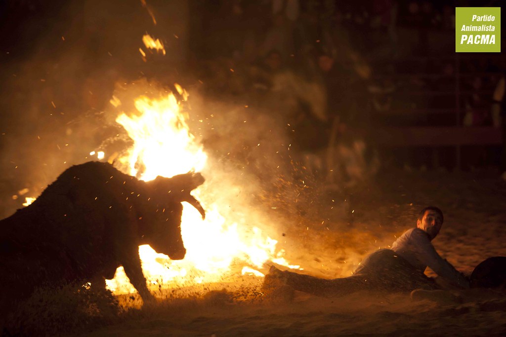 Admitido a trámite el recurso de PACMA contra el Toro Jubilo