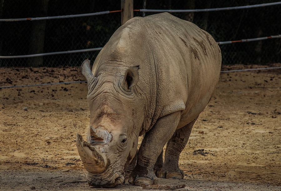 Muere el rinoceronte Cirilo en el Bioparc de Valencia