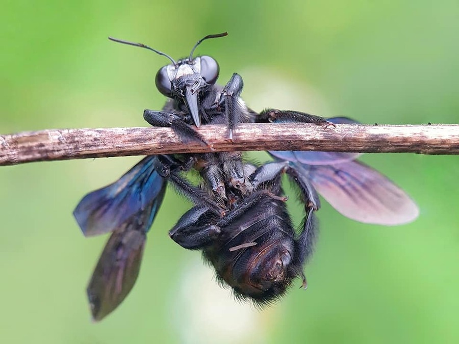 Uno de los principales productores de carne de Estados Unidos invierte en proteína de insectos