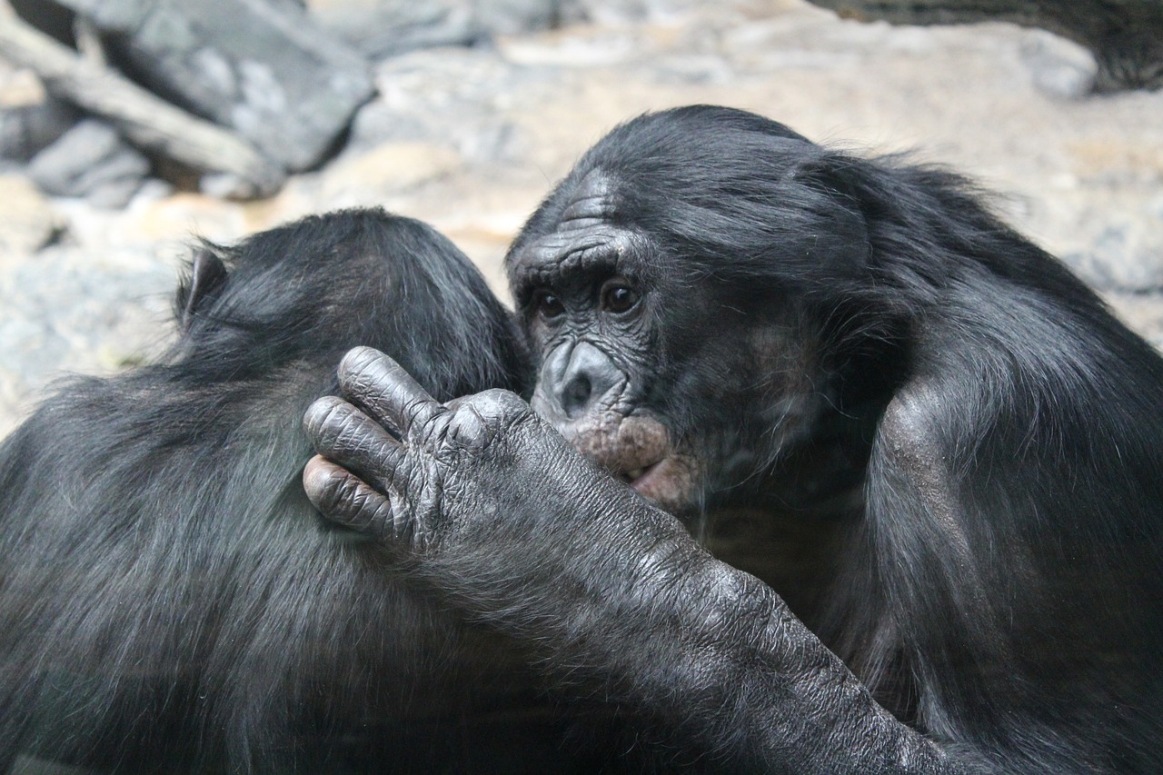 chimpancés y bonobos reconocen a sus semejantes