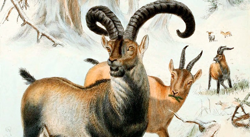 El bucardo, especie de cabra montés extinta