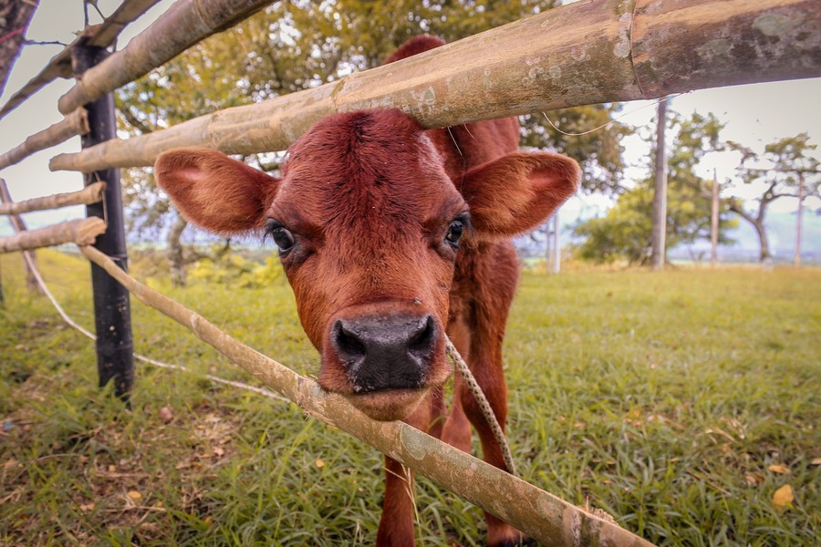 La FAO insta a la intensificación de la ganadería en un informe publicado durante la COP28