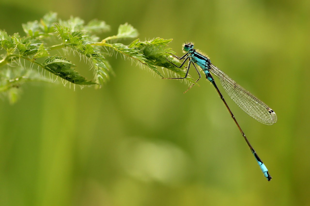 Insectos, aves y peces se extinguen por la acción del ser humano