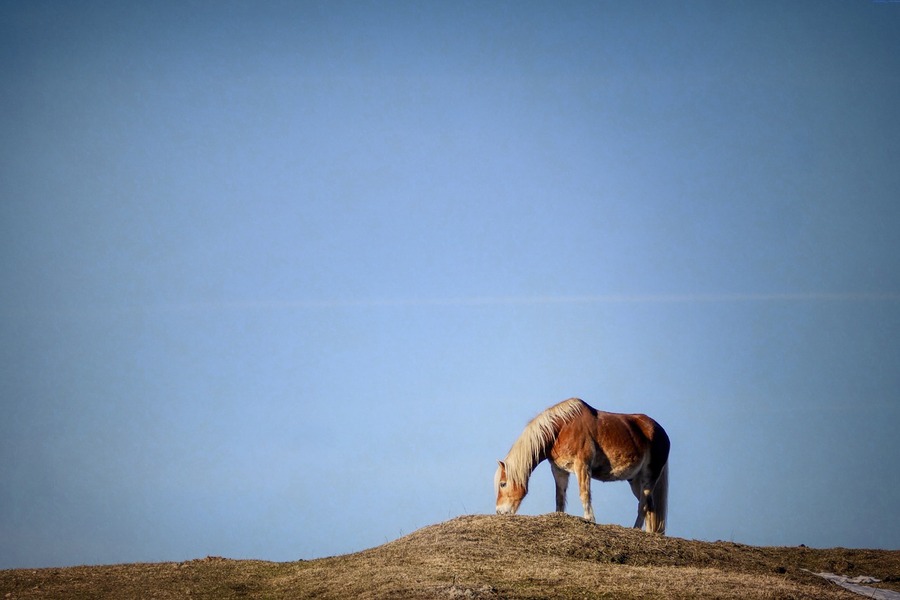 Carne de caballo, el producto que nadie consume pero que genera beneficios millonarios
