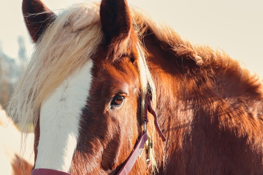No habrá caballos en la cabalgata de Sant Cugat Sesgarrigues