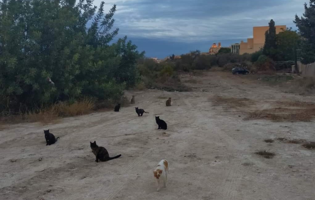 Colonia felina de Altea