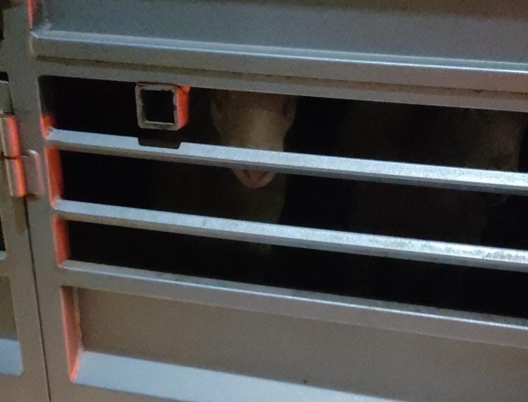 Jornada de vigilia en el matadero de Orihuela