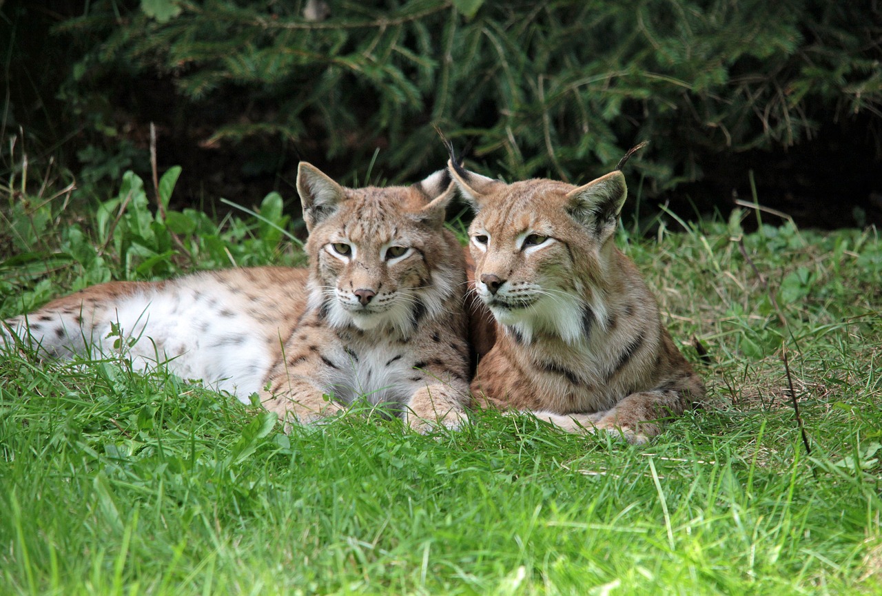 Andalucía es la región con más linces ibéricos en libertad