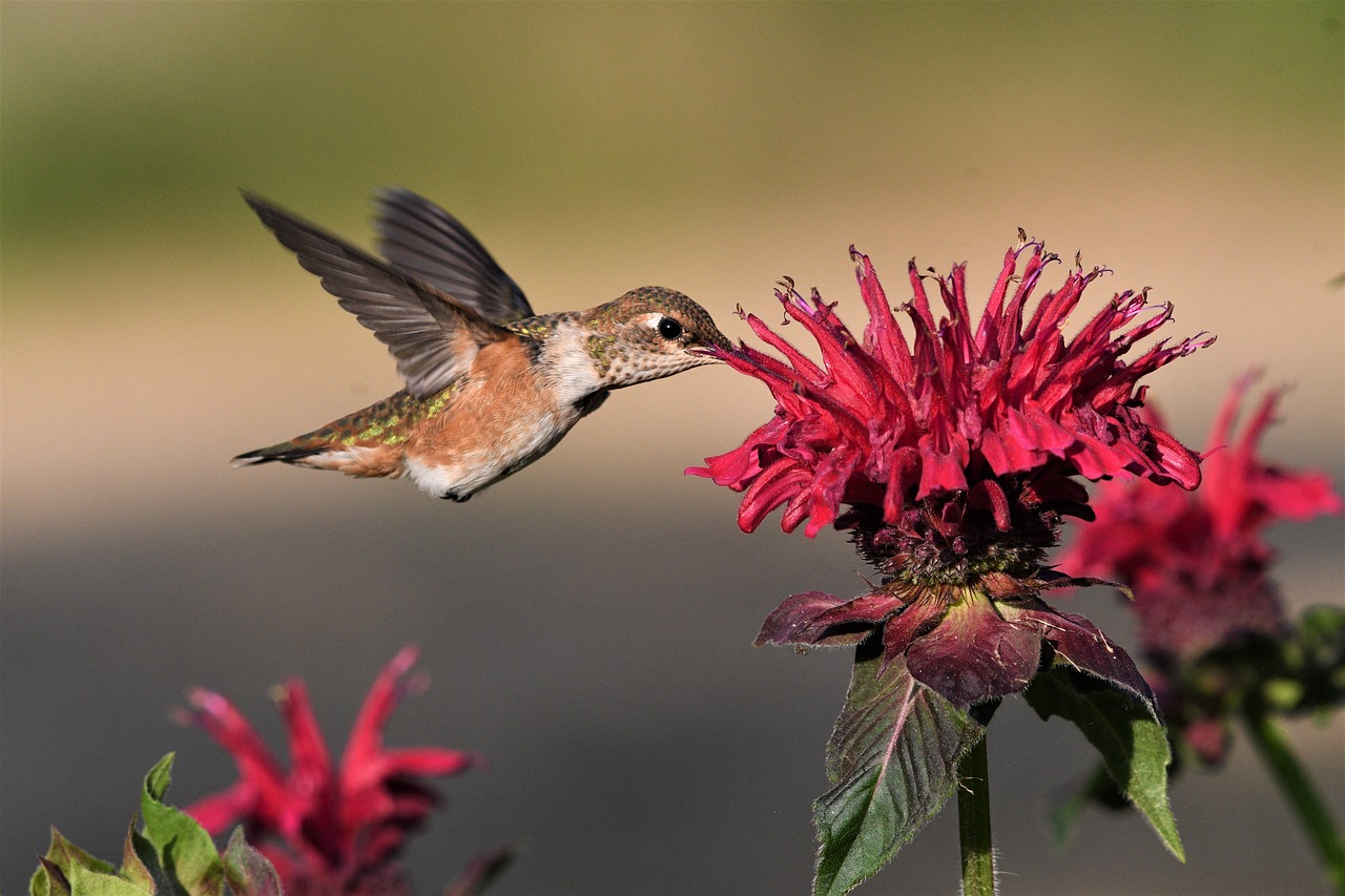 Nace en México un santuario dedicado a la preservación de los colibríes