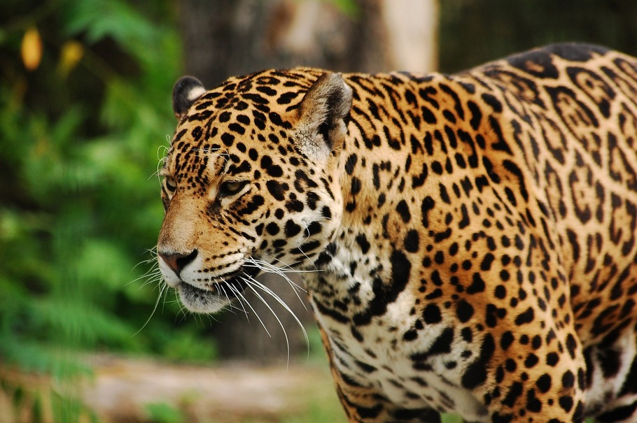 El jaguar ha perdido el 39% de su hábitat en Colombia