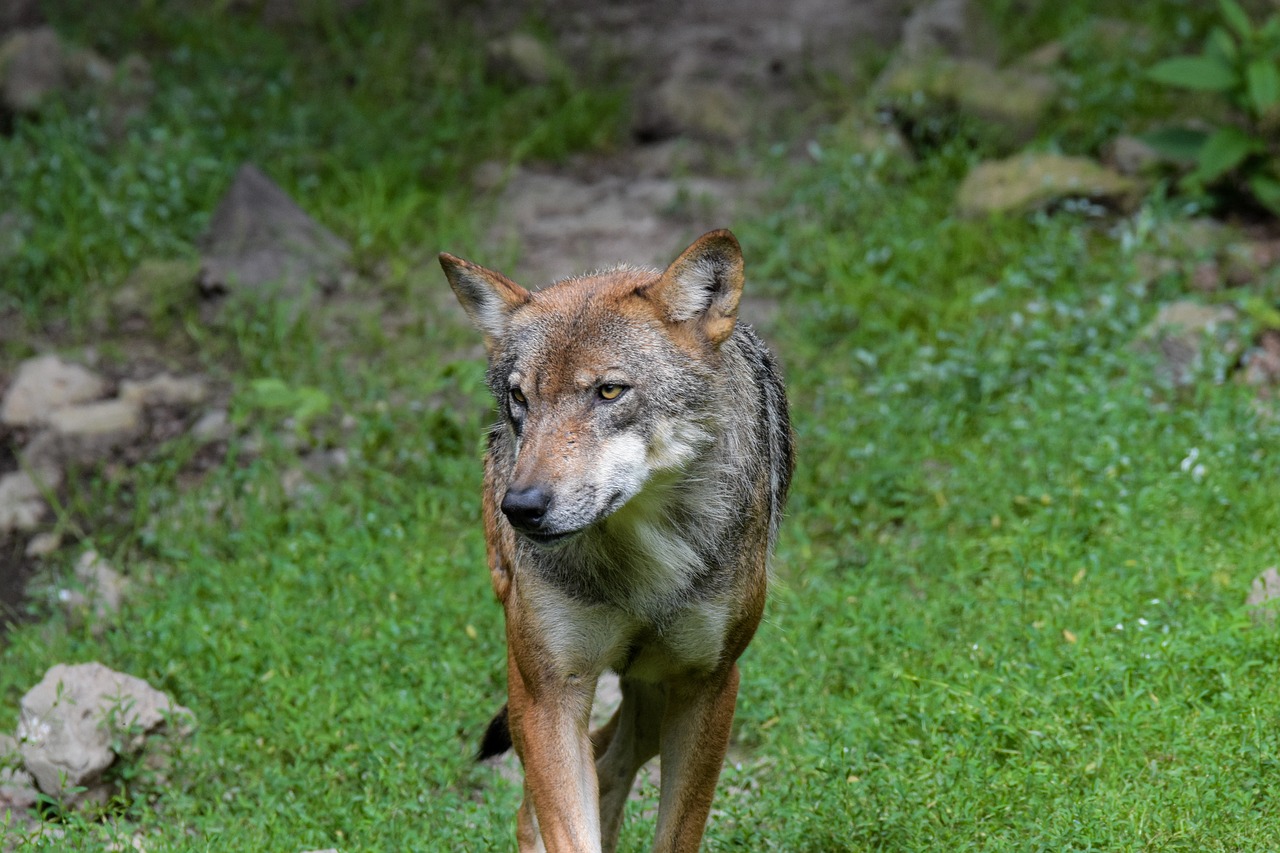 Protección al lobo en Europa