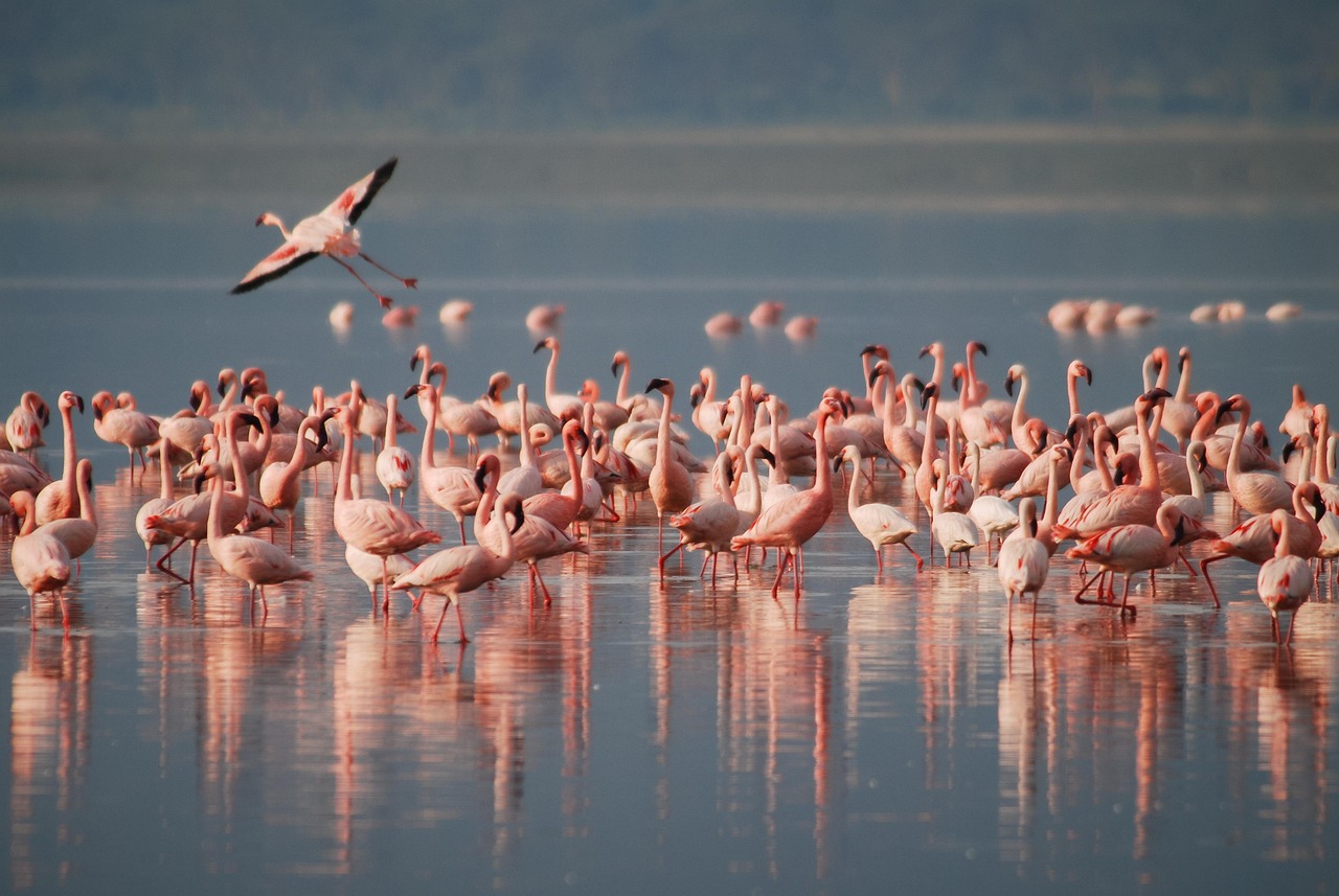 Flamencos en la Albufera de Valencia
