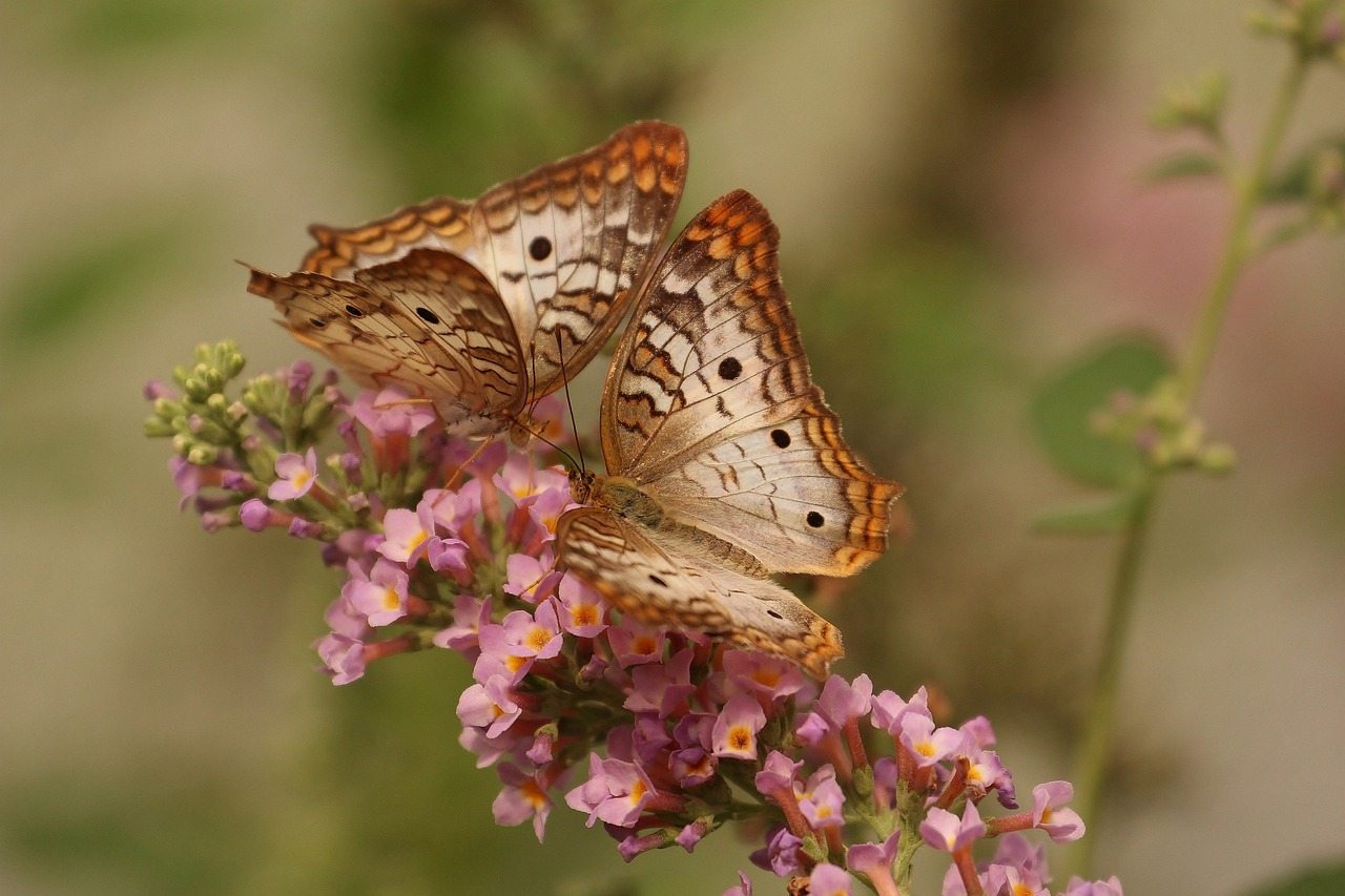 Así afecta el cambio climático a las mariposas
