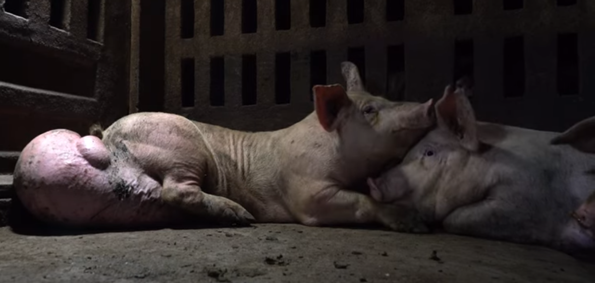 Los dueños de la granja grabada por ‘Salvados’ e Igualdad Animal serán juzgados seis años después de la emisión del programa