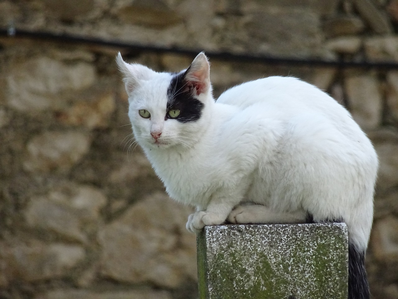 Denuncian a un ayuntamiento por la muerte de gatos callejeros