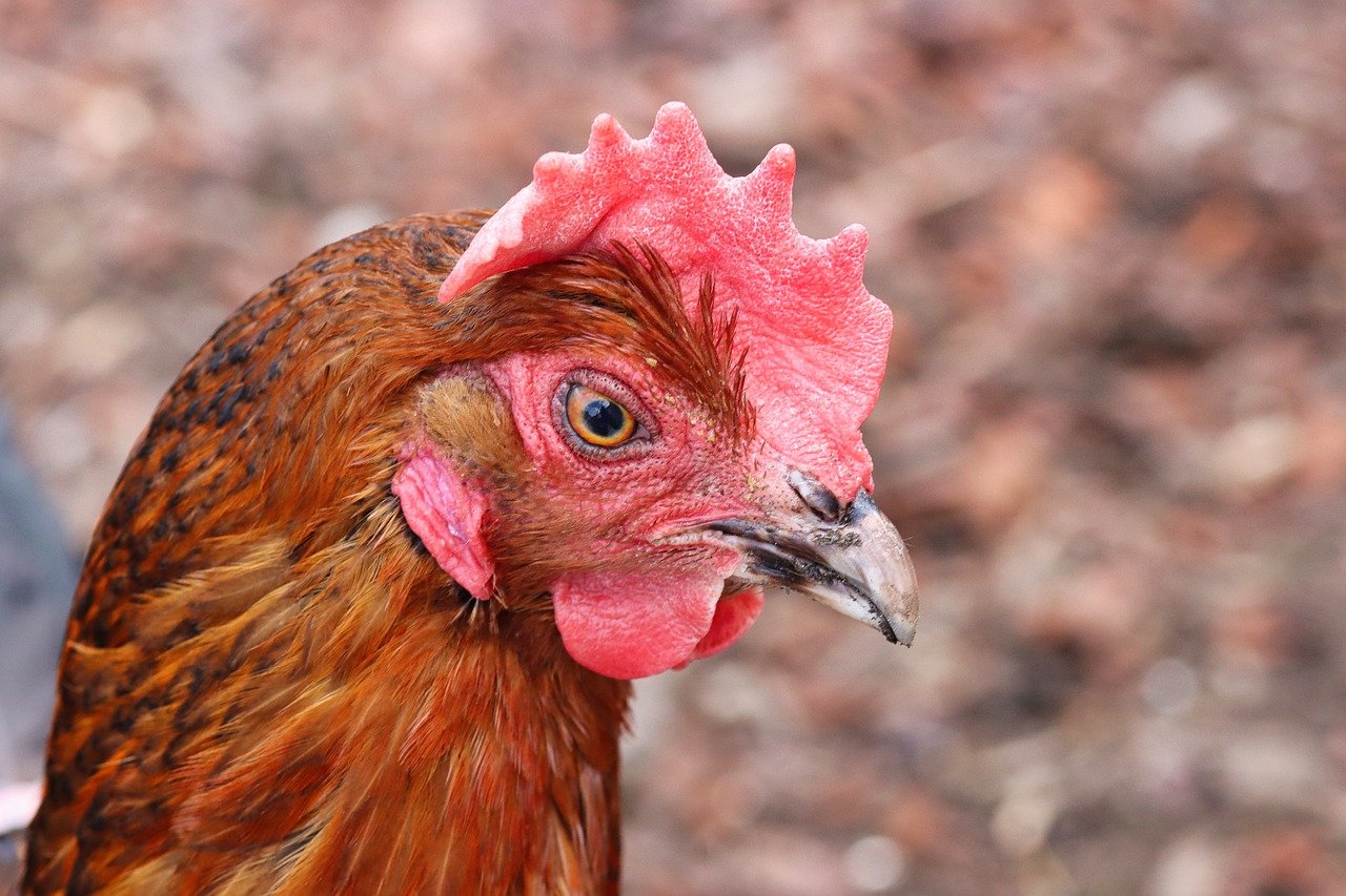 Científicos piden al Gobierno británico que no autorice nuevas granjas intensivas