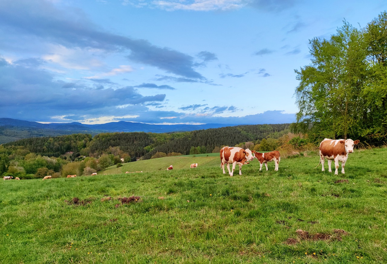 Investigan a un ganadero por dejar sin agua y alimento a decenas de vacas para que murieran