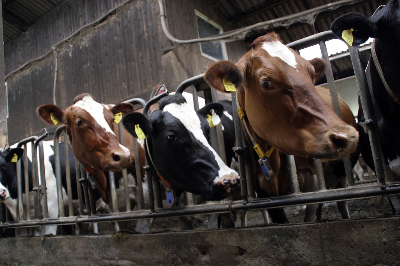 Científicos piden reducir el consumo de carne en Estados Unidos