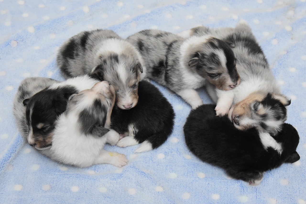Localizan a un hombre tras abandonar a ocho cachorros gracias al ADN