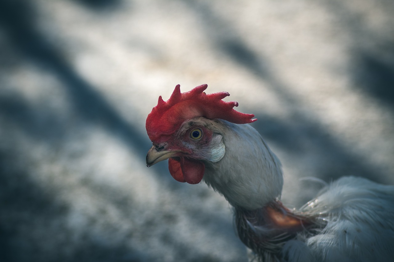 Explotación laboral en planta procesadora de carne de pollo