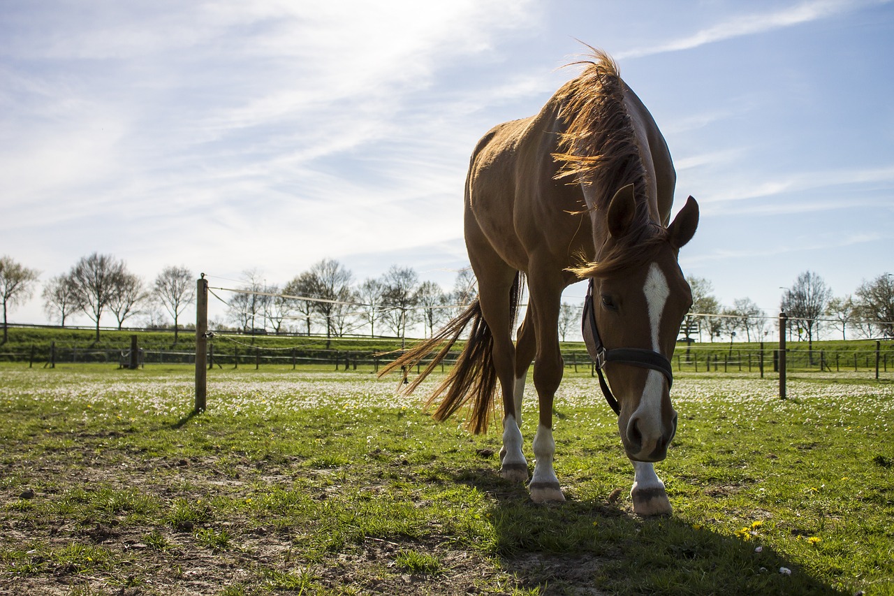 Decomisados caballos de una hípica en Cataluña