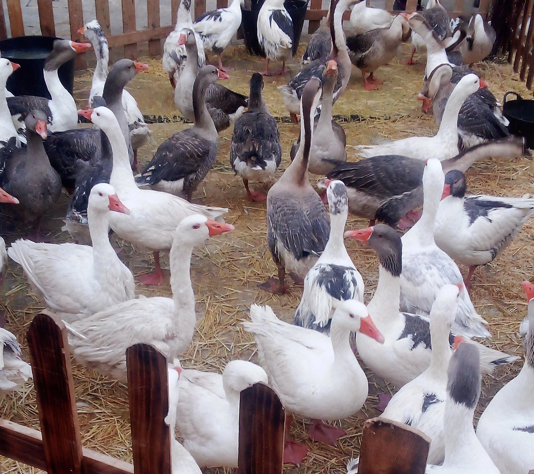 Uso de animales en la feria medieval
