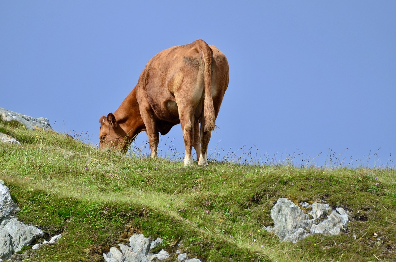 Denuncian el mal estado de cientos de vacas en la isla griega de Kos