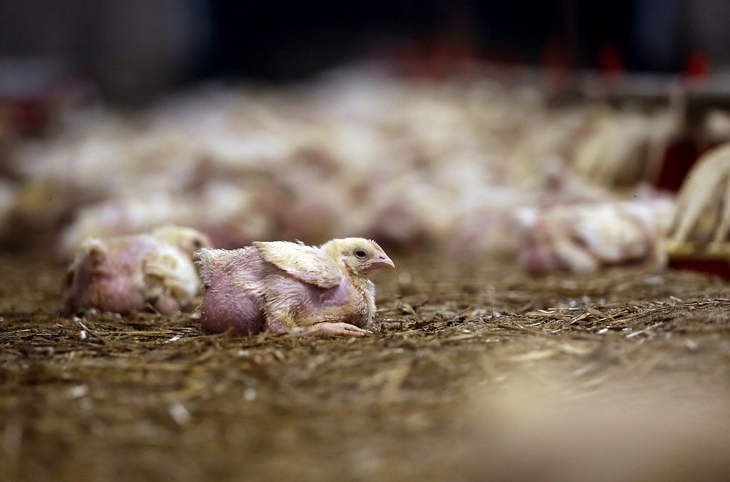 Caída de la industria cárnica en Estados Unidos