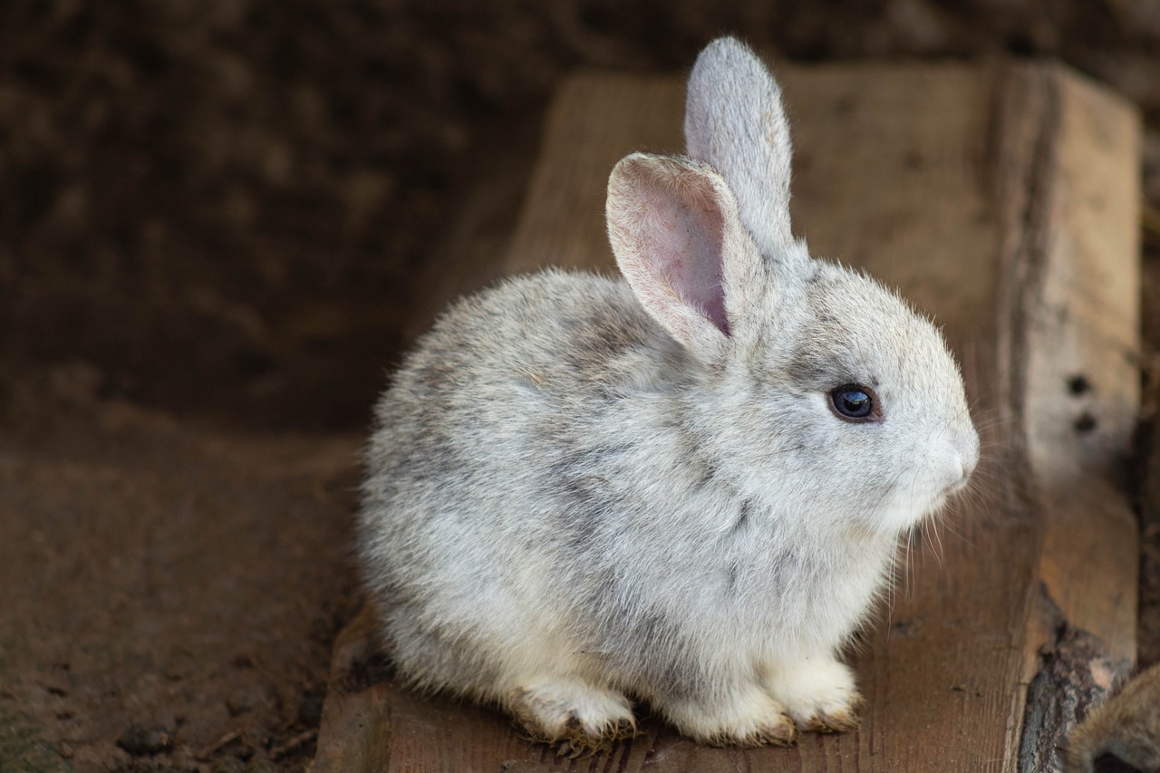 Sanción a un colegio que mantenía animales en sus instalaciones