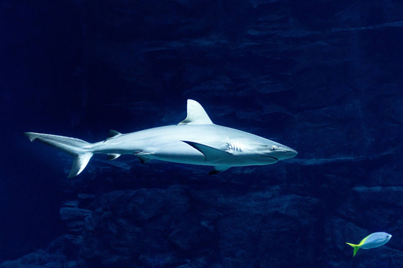 80 millones de tiburones muertos por la pesca