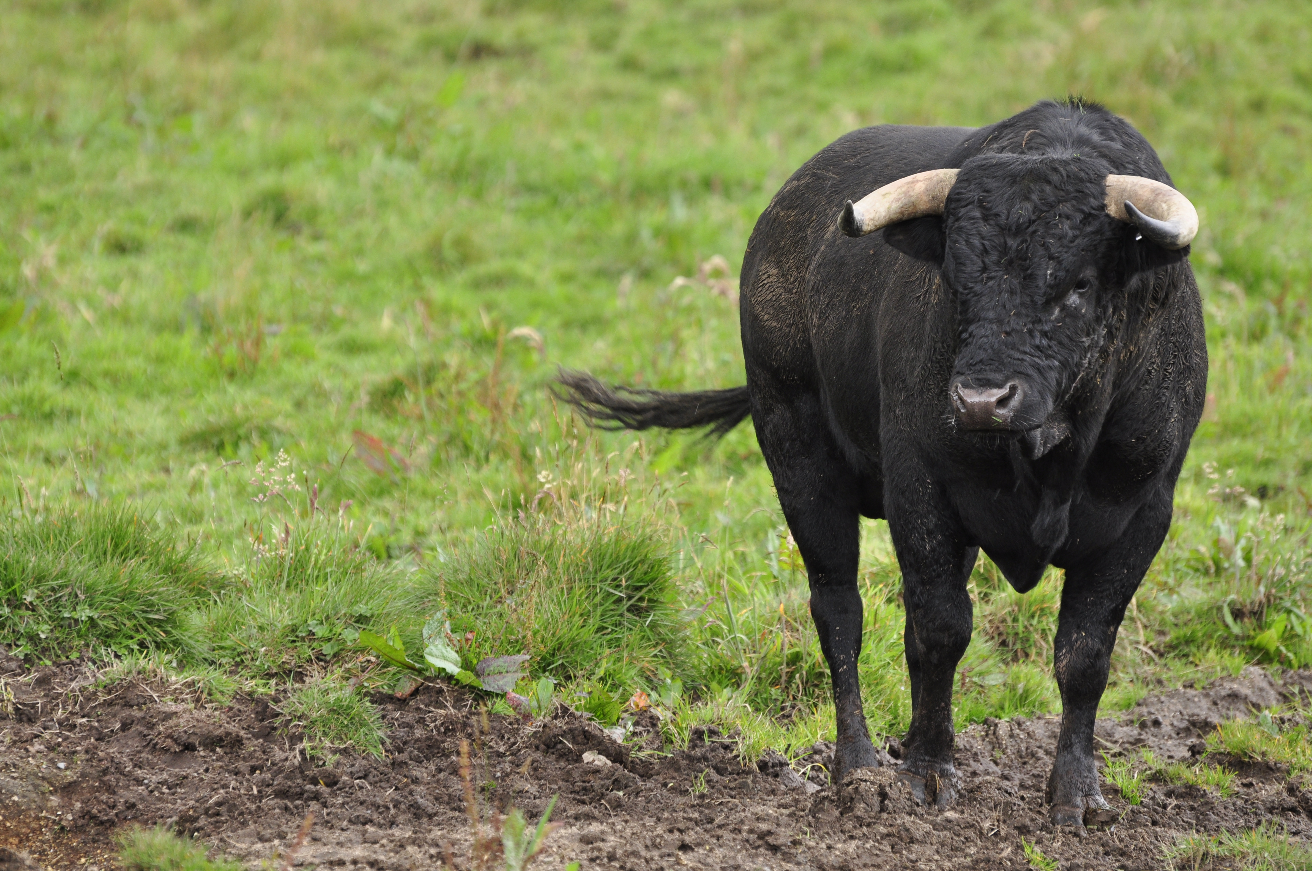 Vecinos de Alfafar (Valencia) se unirán contra la tauromaquia este domingo