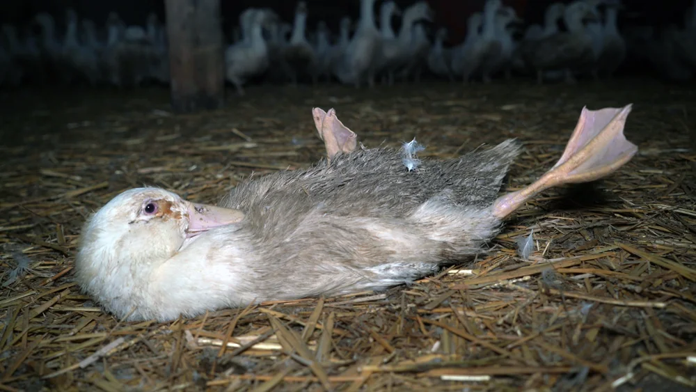 Investigación en una granja de patos en Reino Unido