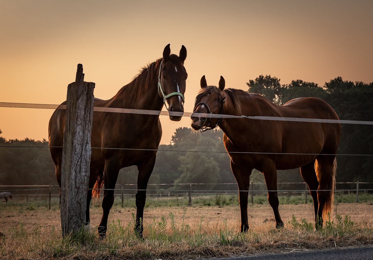 Muere un caballo tras semanas sin comer ni beber