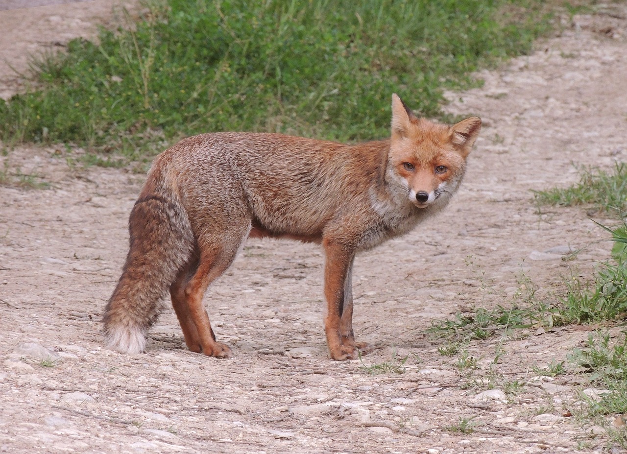 Prohibición de la caza del zorro en Reino Unido