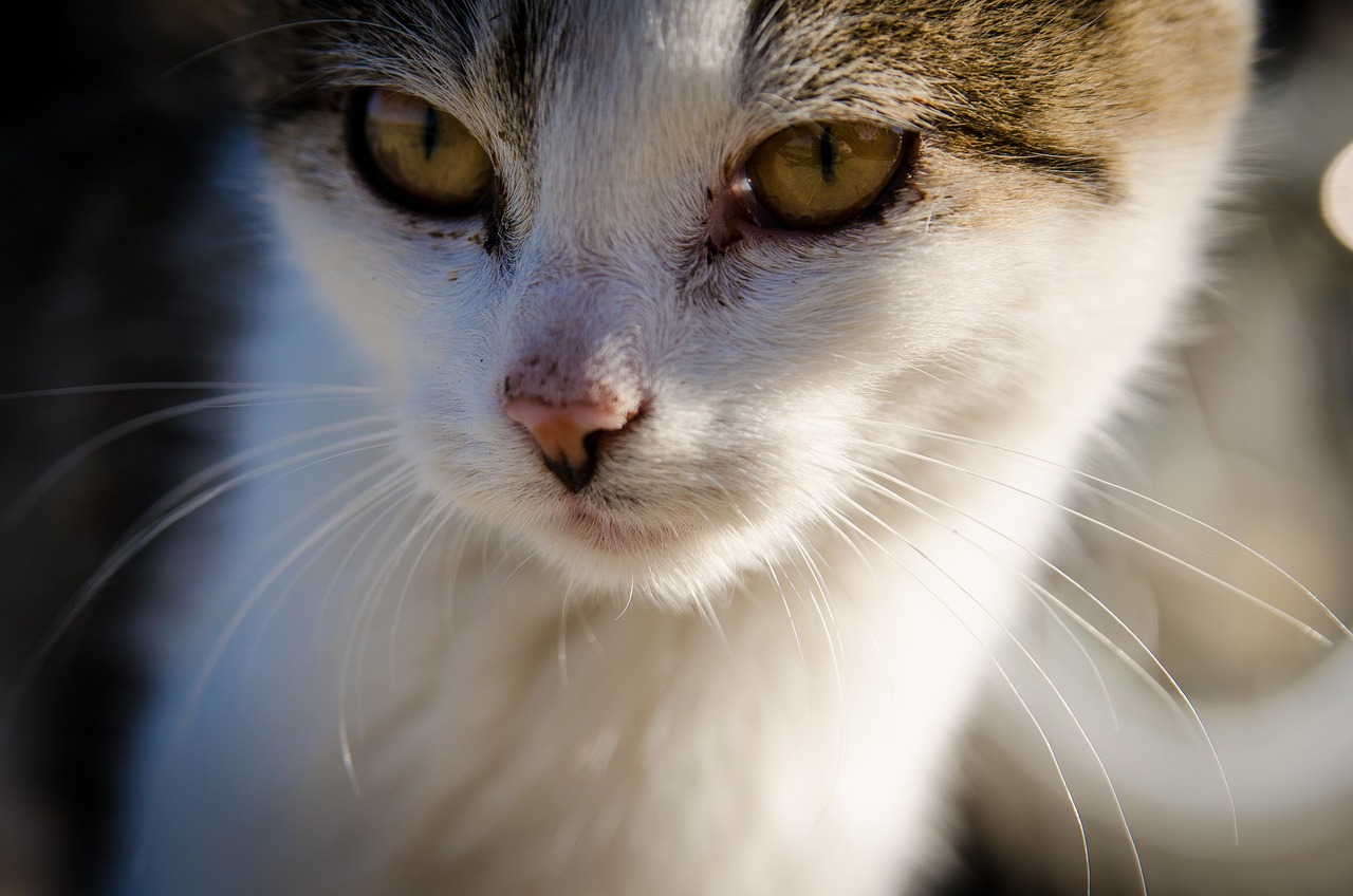 Canarias reduce el impuesto veterinario