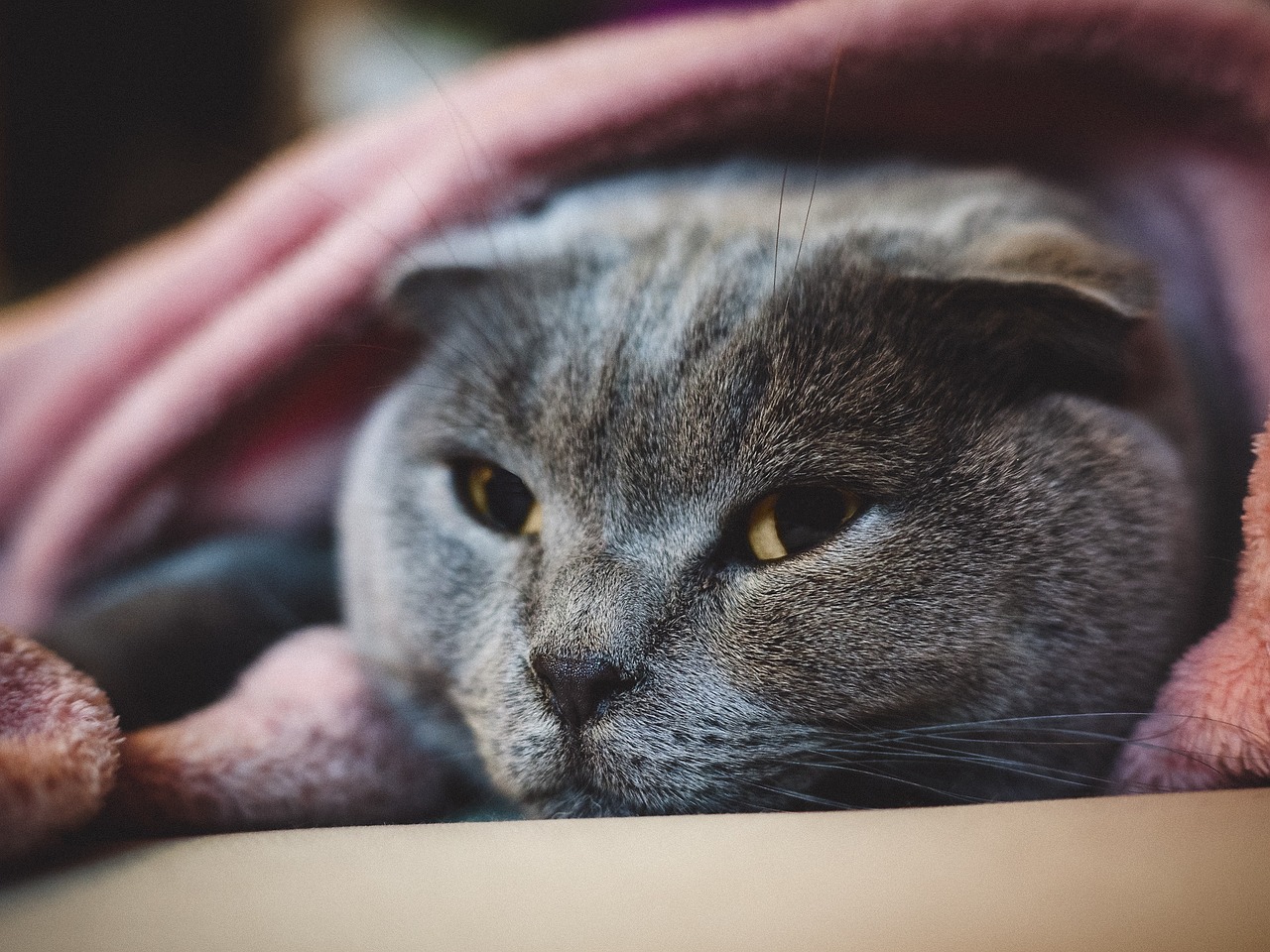 Preocupación por el trato al gato escocés en Argylle