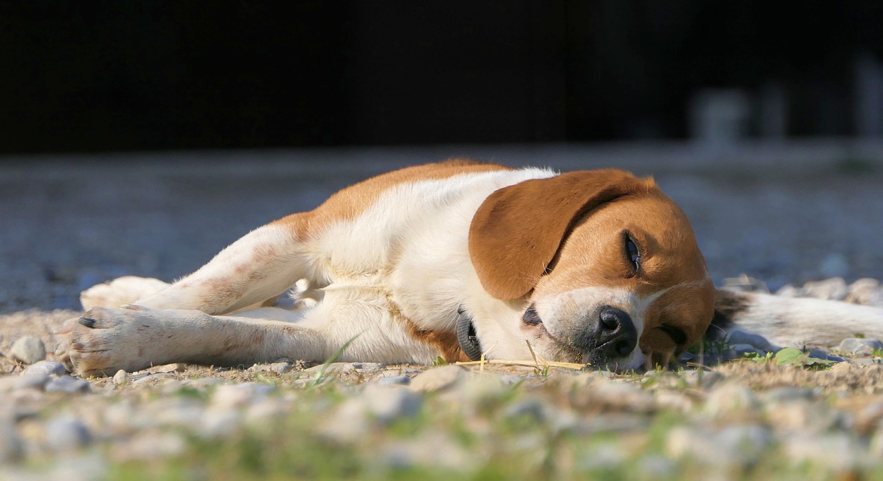 Rescate de tres beagles para experimentación